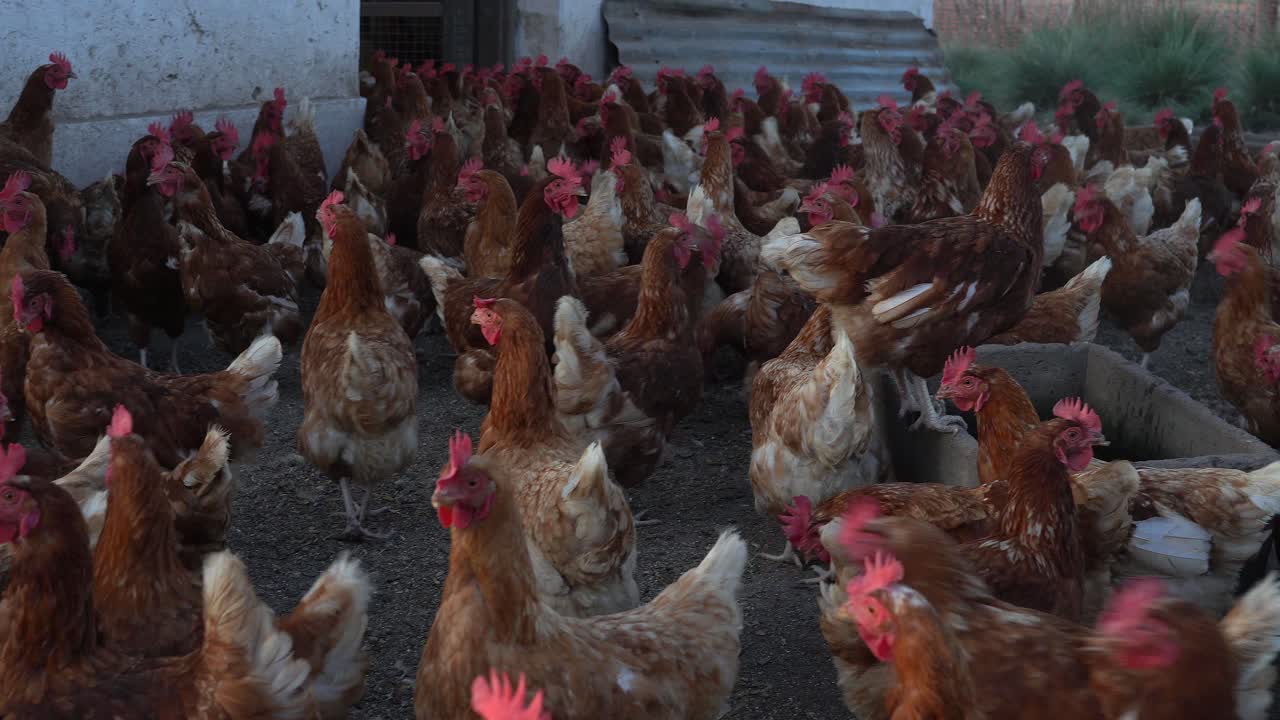a la hora de comer al final de la tarde, un grupo de gallinas se amontonan fuera del gallinero