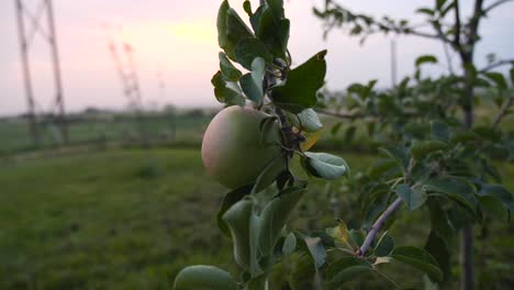 close up of apple on young tree