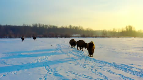 winter buffalos with their heavy brown coats for the cold snow covered paths follow each other while one stops to observe the beautiful sunrise as their shows reflect on the frosty morning path 3-6