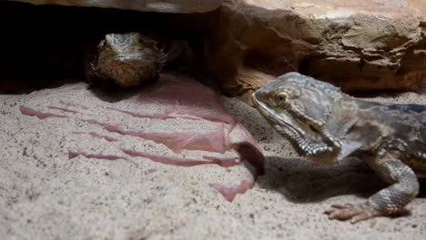 dos lagartos pogona o dragón barbudo en cautiverio