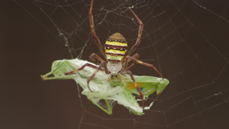 St.-Andreaskreuz-Weibliche-Spinne-Essen-Gottesanbeterin-Gefangen-Im-Netz-Tagsüber-Sonnig-Australien-Victoria-Gippsland-Maffra-Nahaufnahme