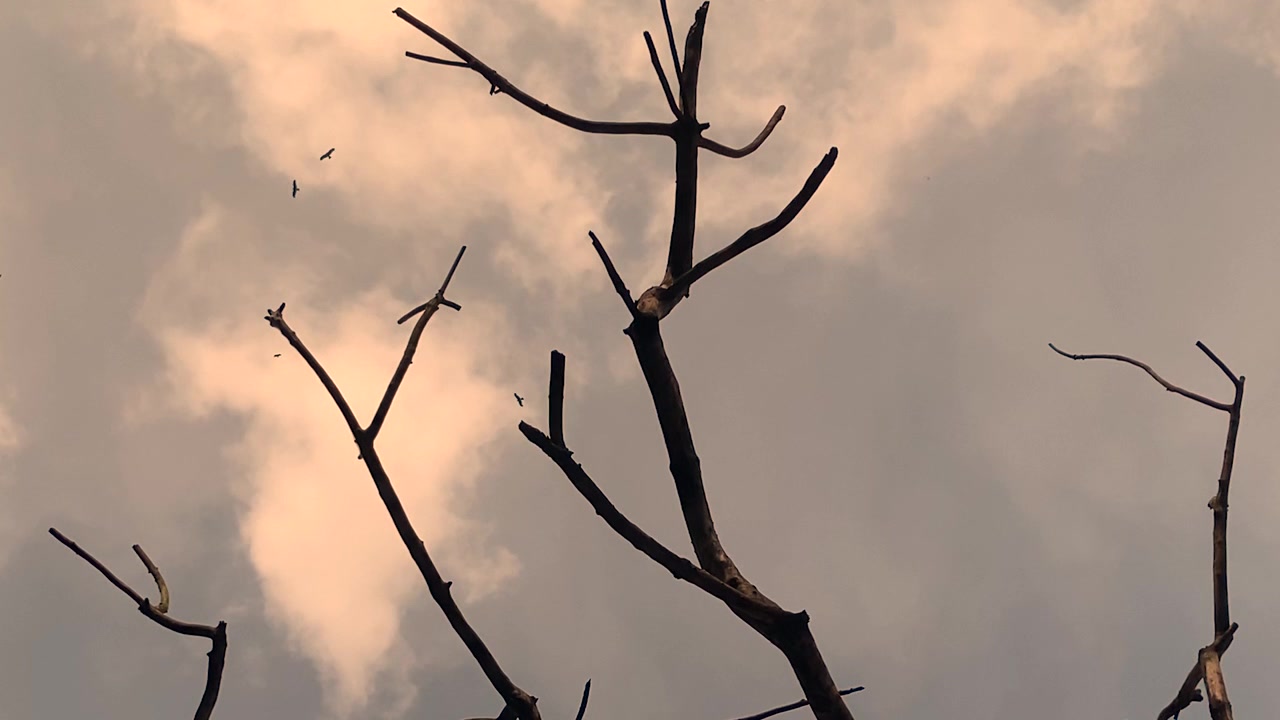 Una scena inquietante di uccelli che volano nel cielo sopra un albero spoglio e morto durante una carestia dovuta alla siccità, impatto del cambiamento climatico.