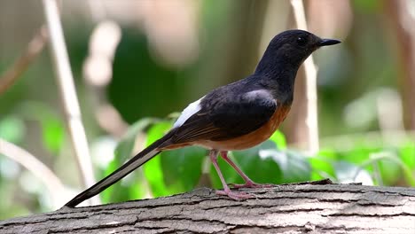 El-Shama-De-Rabadilla-Blanca-Es-Una-De-Las-Aves-Más-Comunes-En-Tailandia-Y-Se-Puede-Ver-Fácilmente-En-Los-Parques-De-La-Ciudad,-Tierras-De-Cultivo,-áreas-Boscosas-Y-Parques-Nacionales