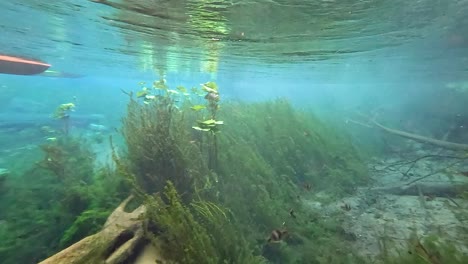 manantial submarino cristalino con plantas acuáticas