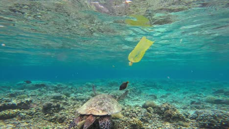 un poderoso disparo submarino que muestra a una tortuga marina nadando sobre un arrecife de coral mientras una bolsa de plástico flota por encima