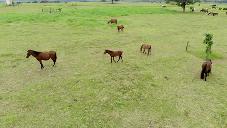 pastos verdes de granjas de caballos. paisaje de verano del país