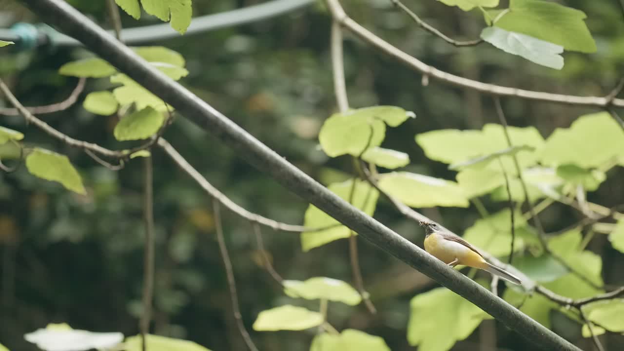 pequeño pájaro amarillo posado en una rama en un bosque