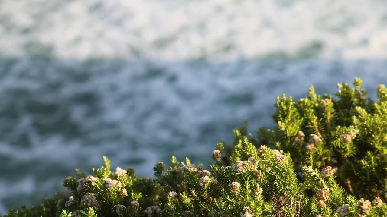 arbustos con olas del océano en el fondo