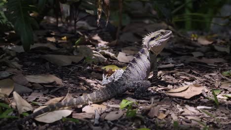 Pequeño-Dragón-De-Agua-Del-Este-Australiano-Inclinando-La-Cabeza-Y-Huyendo