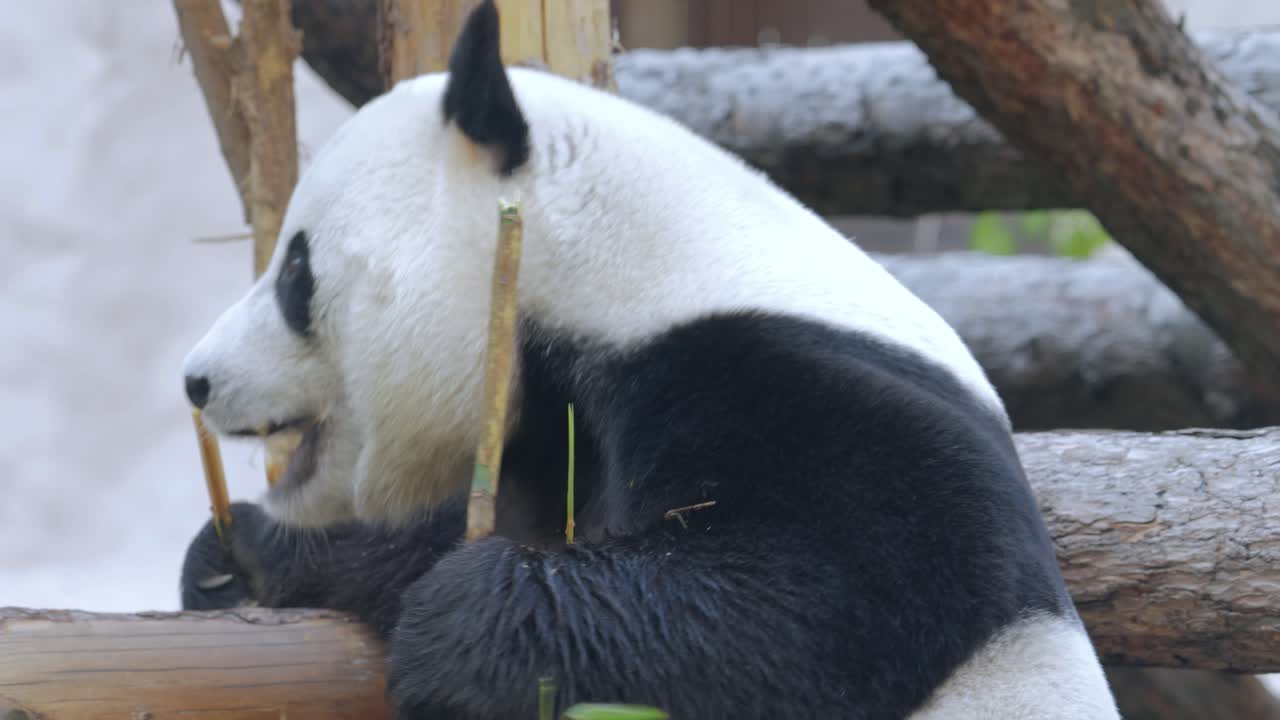 el panda gigante (ailuropoda melanoleuca) también conocido como el oso panda o simplemente el panda, es un oso nativo del sur de china central.