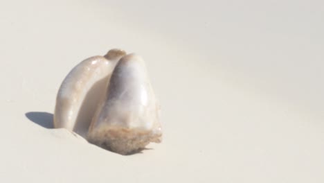 close-up of a seashell on the sunny beach with soft waves in the background