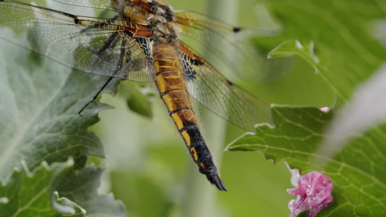 una libélula de dos puntos se sienta en la hoja de una amapola de opio