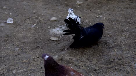 las palomas hermosas caminan por la tierra. la gente alimenta a las palomas con grano. las palomas pican semillas incluso de las manos de la gente. videografía en primer plano.
