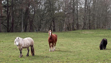 caballos pastando en el campo