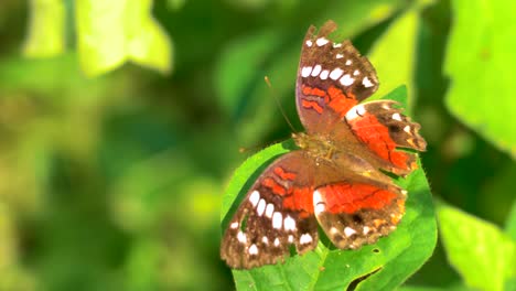 Nahaufnahme-Eines-Wunderschönen-Orangefarbenen-Schmetterlings,-Der-An-Einem-Sommertag-Im-Peruanischen-Amazonasgebiet-Auf-Der-Pflanze-Sitzt