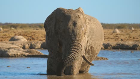 elephant standing in waterhole swirling trunk blowing air bubbles