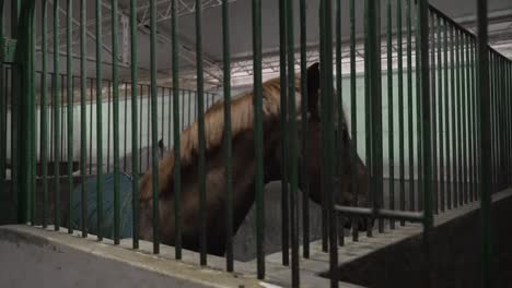 brown horse standing behind green metal bars in a stable, looking out