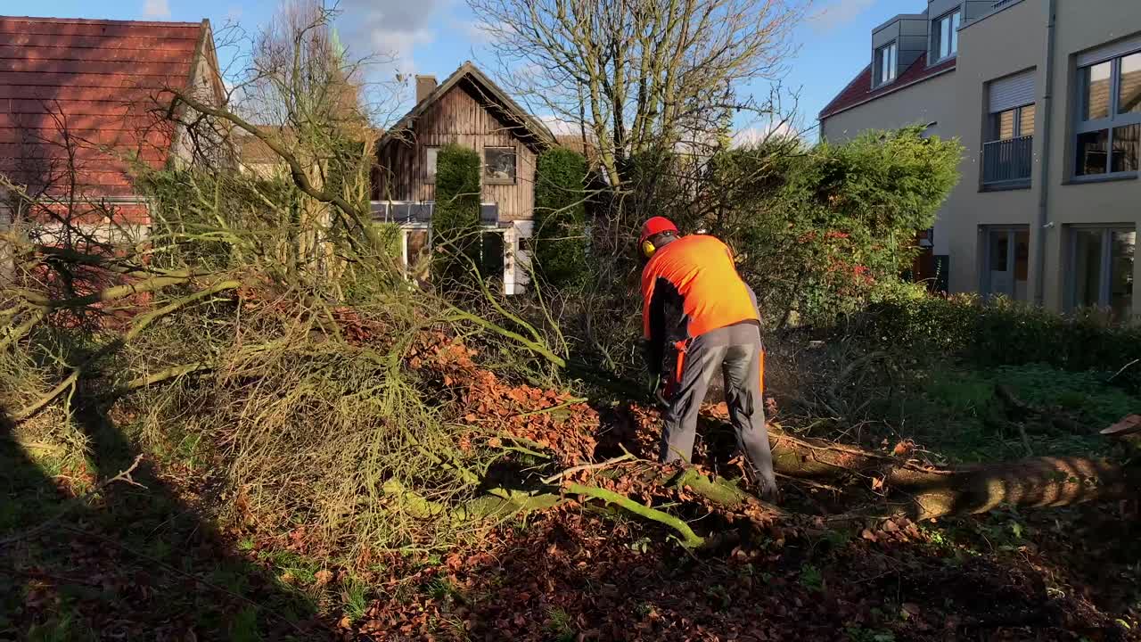 Zeitlupe: Mann zersägt mit Kettensäge einen fallenden Baumstamm bei schönem Wetter in der Natur