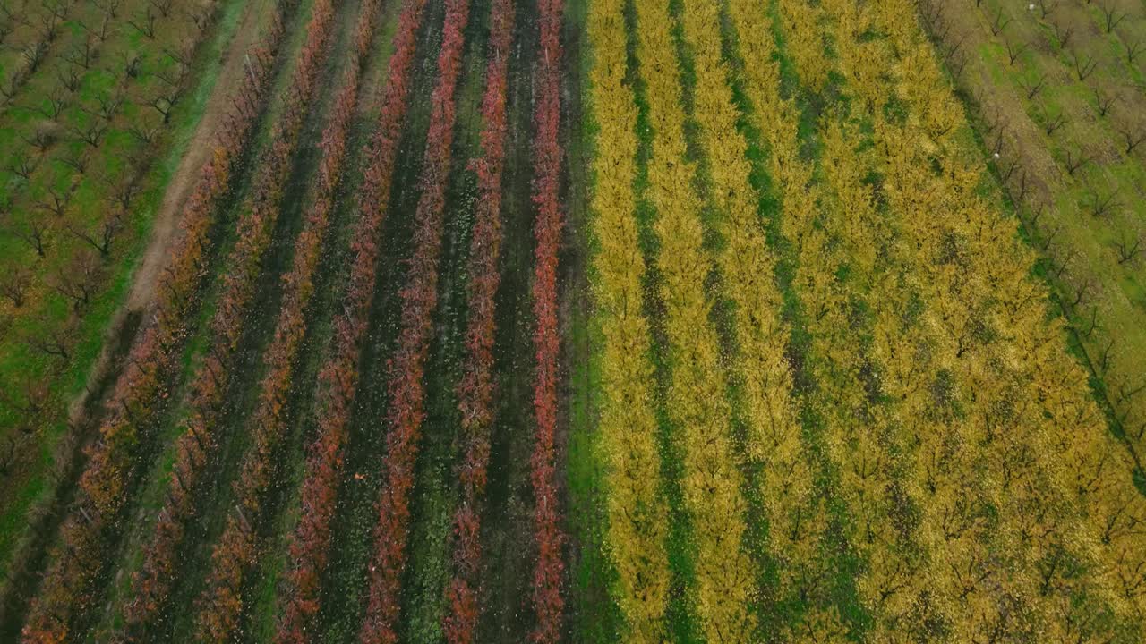 sobrevuelo aéreo campo agrícola con plantas y árboles en otoño durante un día soleado en grecia