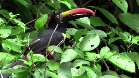 un pájaro aracari se sienta en un árbol comiendo bayas