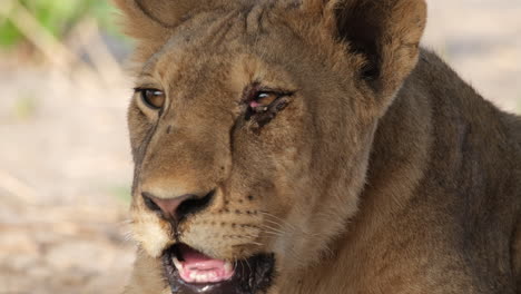 an observation of a female lion panting - close up