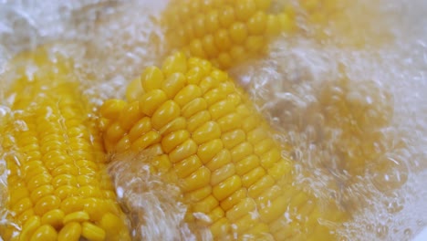 corn cobs in boiling hot water. maize has become a staple food in many parts of the world, with the total production of maize surpassing that of wheat or rice.