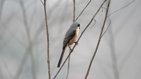 a gray backed shrike perched on a small branch against a blurred grey background