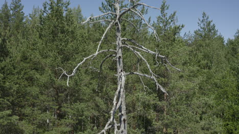 One-dead-tree-surrounded-by-green-trees-in-the-woods