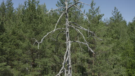 un árbol muerto rodeado de árboles verdes en el bosque