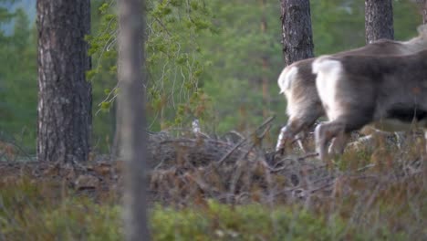 Rentiere-Grasen-Und-Reisen-Durch-Den-Nordischen-Wald---Mittellange-Aufnahme