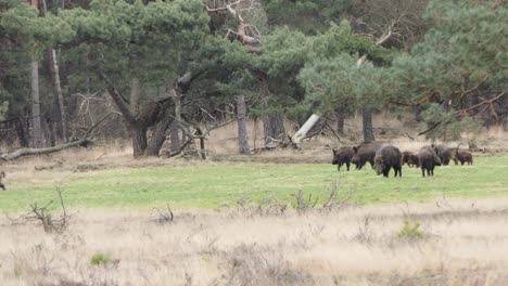 un grupo de jabalíes comienza a correr hacia el bosque