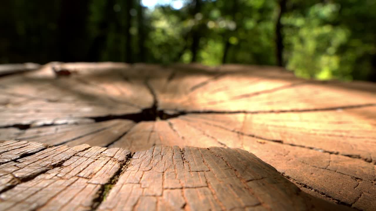 나무의 움직임 나무의 그림자