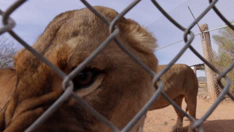 lioness-snarls-at-camera-and-asserts-herself-physically-with-males-slomo-wildlife-reserve