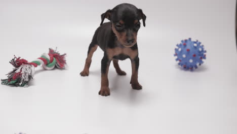 Static-Shot-on-White-Background-of-Black-Coated-Miniature-Pinschers-Puppy-Standing-Between-Two-Toys