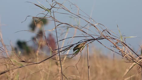 A-streaked-weaver-Ploceus-manyar-is-busy-with-starting-a-nest-attached-to-a-tiny-twig-in-Beung-Boraphet-lake,-in-Nakhon-Sawan,-Thailand