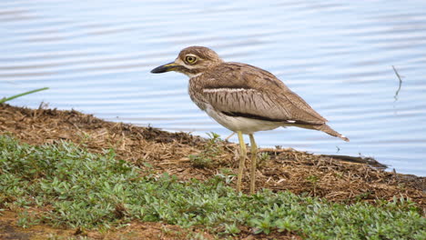 a spotted thick knee stands near the waters edge and calls out, side view