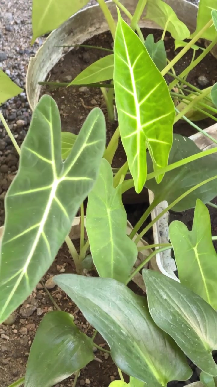 Foto Close-up Daun Tanaman Alocasia Frydek dalam Pot