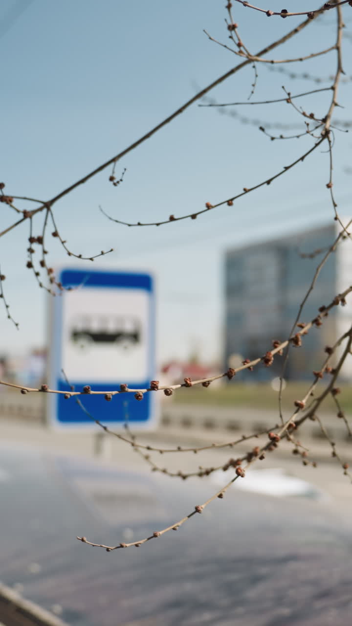 Close view of budding tree branches with a blurred cityscape in the background, featuring bus stop signs and traffic on a sunny day, with cars passing