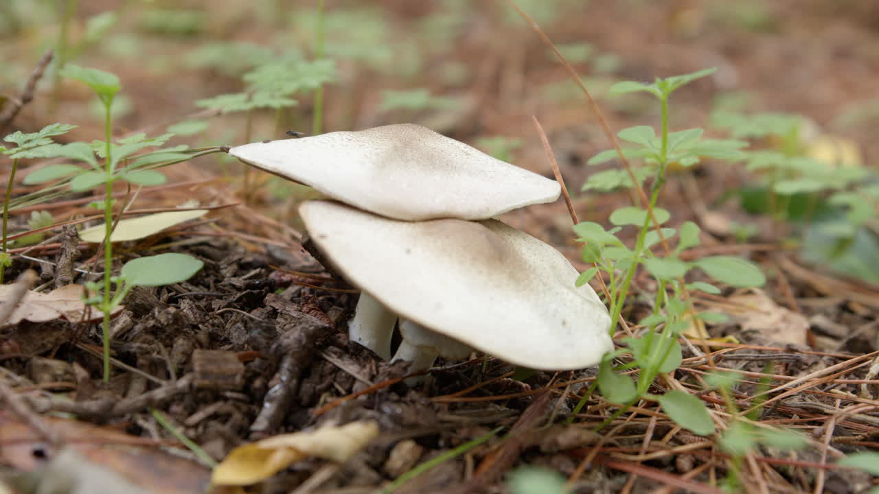Leucoagaricus Leucothites, White Dapperling Or Smooth Parasol Mushrooms. Close-up Shot