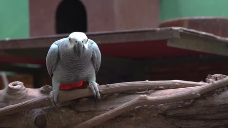 curious front facing congo african grey parrot, psittacus erithacus perching on the wood log, staring and looking right into the camera at bird sanctuary, wildlife close up shot