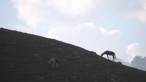 Horses-grazing-at-Mountians-of-Kashmir-Valley-,-India