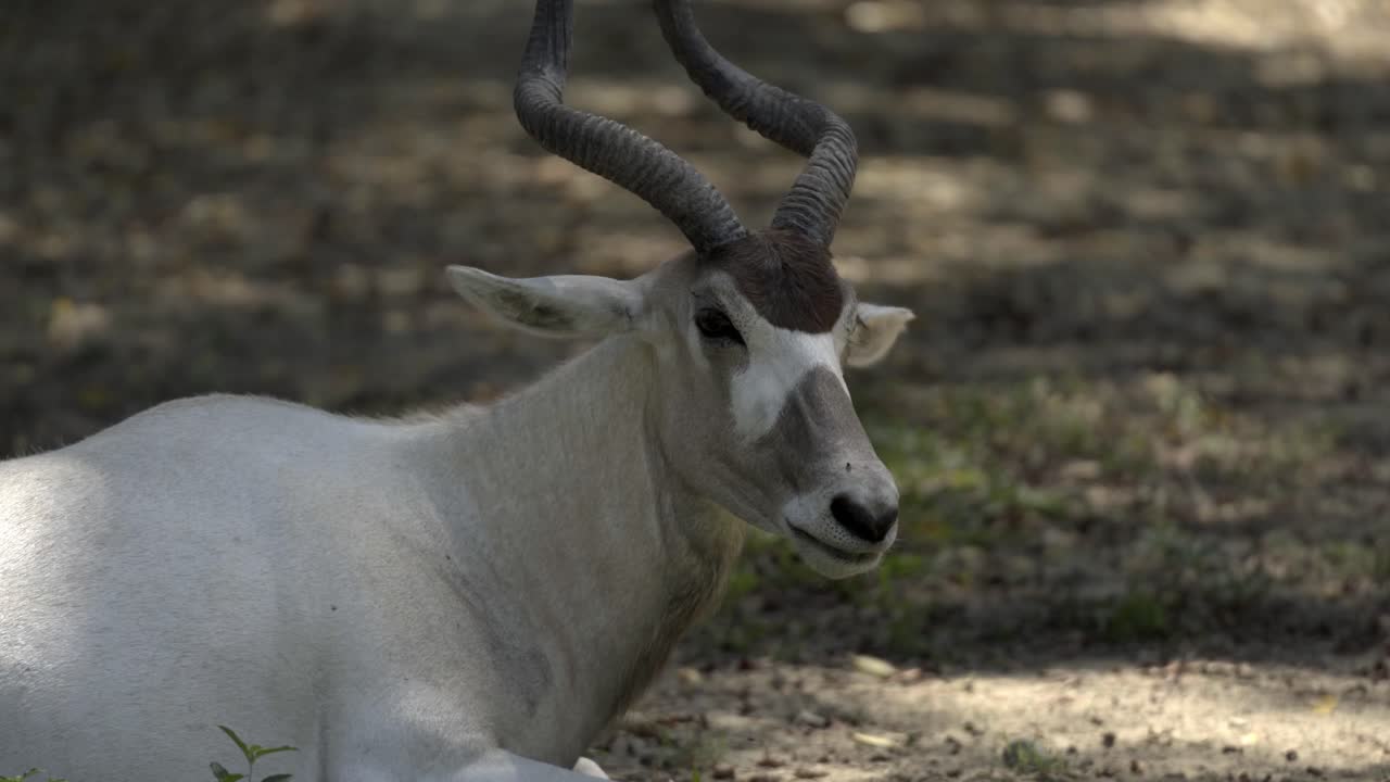 A close-up of an Addax resting