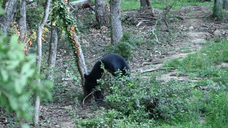 a black bear walks on a forest ground through bushes