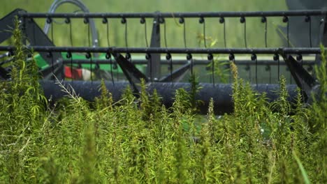 reel of combine harvester working in lush hemp field