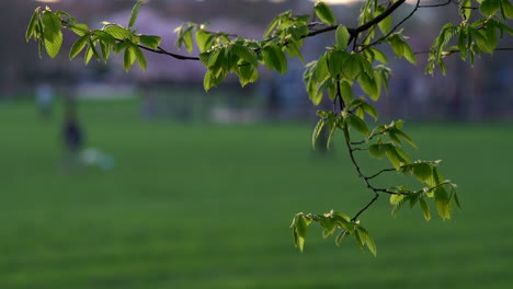 King-George's-park-in-London-at-Sunset,-wind-blowing-through-the-trees-at-golden-hour