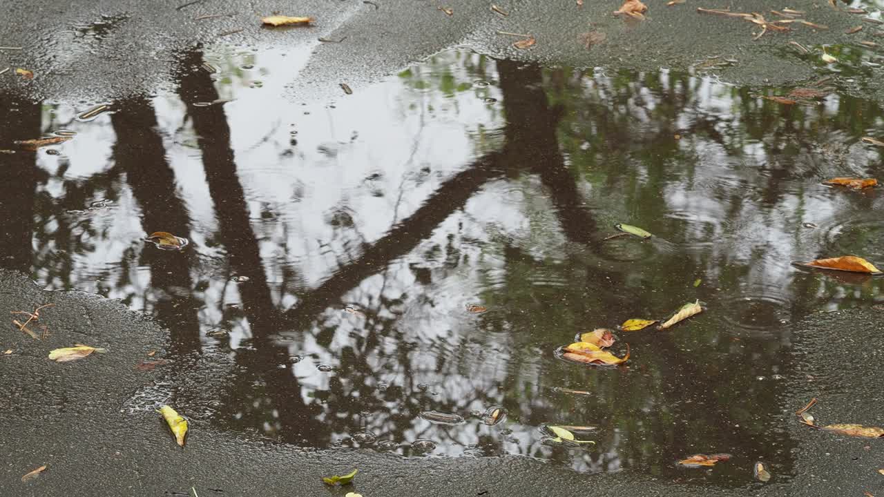 도시 공원 의 길 에 쓰러진 잎 이 있는 웅이