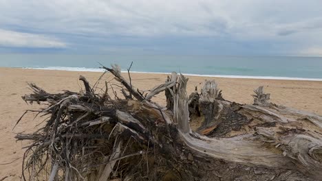 Pasando-Un-Tronco-Seco-En-La-Playa-De-Arena-Gruesa-Con-El-Mar-De-Fondo-Un-Día-Nublado-En-Cámara-Lenta