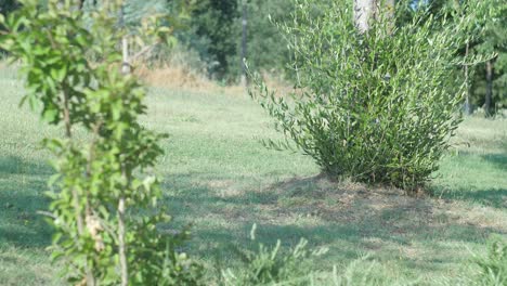 A-handheld-shot-of-a-golden-brown-chicken-on-a-well-maintained-garden-in-Southern-Europe