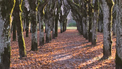 el viejo parque de tilos en el territorio de la mansión, las hojas han caído