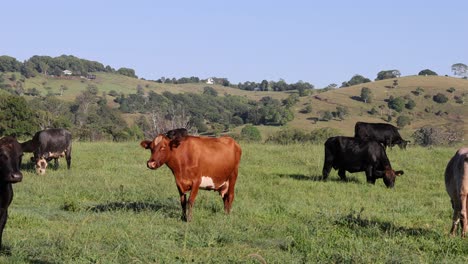 las vacas vagan y pastan en un pasto verde vibrante